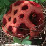 Un fungo alieno in giardino